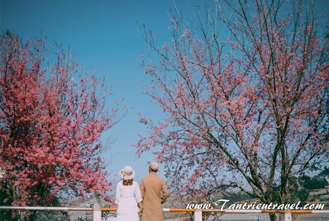 Đà Lạt điểm đến hot nhất mỗi dịp tết Nguyên Đán
