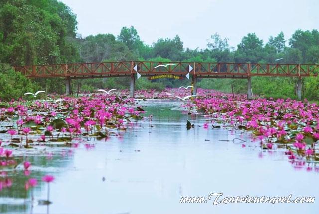 Thuê xe đi "Cánh Đồng Bất Tận" ở Long An