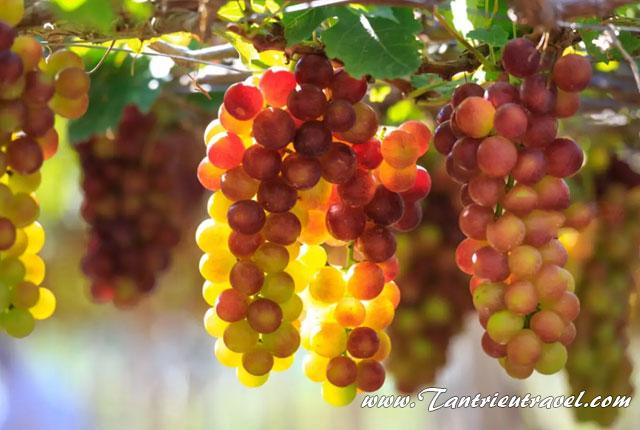 Bảng giá tham quan Ninh Thuận mới nhất tháng 10/2026