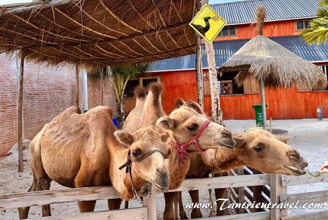 Thuê xe du lịch 16, 29, 45 chỗ đi Hanna Beach Mũi Né