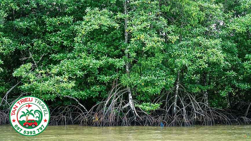 Tham quan rừng Đước tại Duyên Hải Trà Vinh