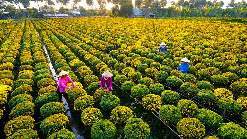 Vườn hoa Sa Đéc khoác lên mình sắc màu chào xuân 2023