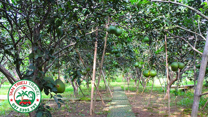 Thưởng thức đặc sản bưởi Tân Triều