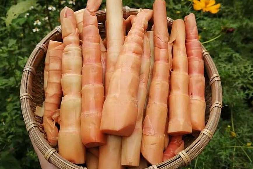 Món quà từ thiên nhiên 