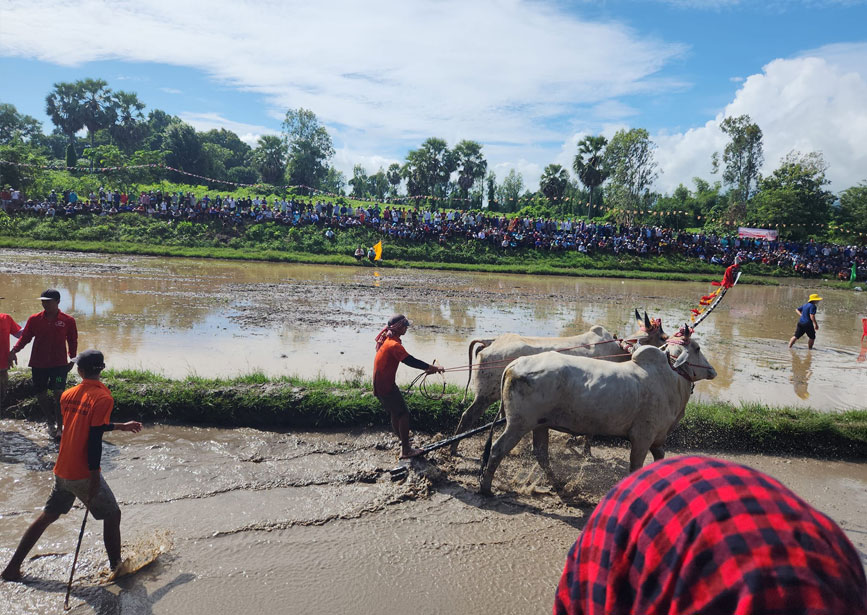 Trường đua bò Tri Tôn An Giang