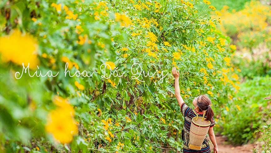 Cảnh đẹp mùa hoa Dã Quỳ tháng 10 tại Gia Lai