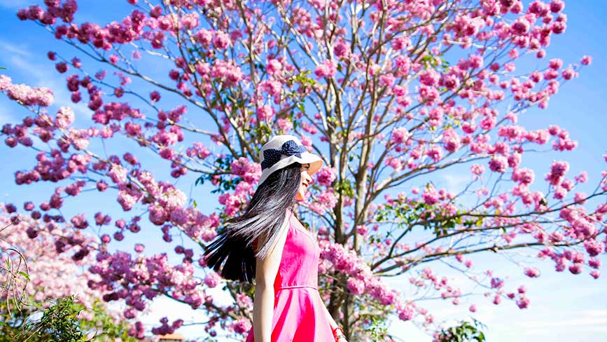 Bảo Lộc rưc rỡ với mùa hoa Kèn