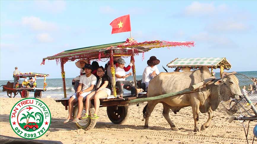 Cưỡi bò dạo biển, nét đặc sắc khi du lịch biển Lagi
