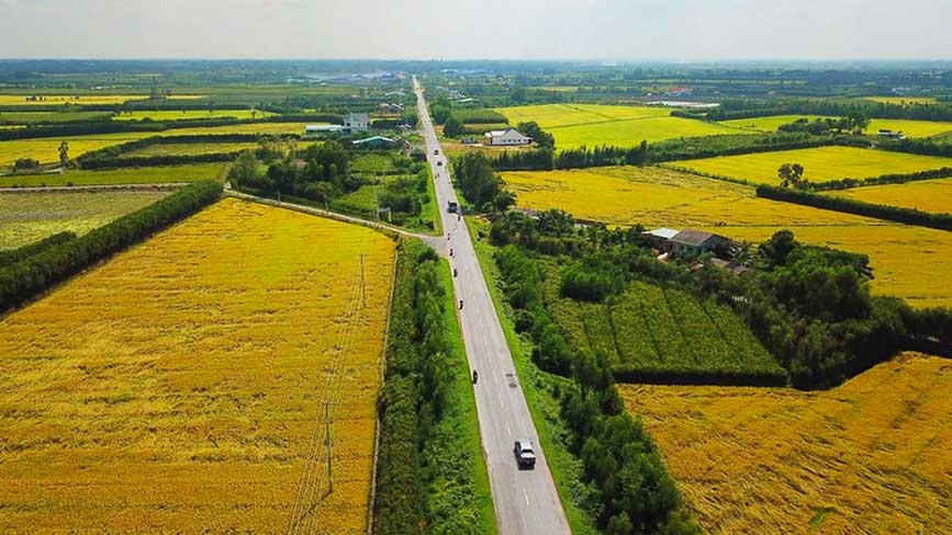 Những cánh đồng lúa vàng óng thu vào trong tầm mắt của bạn